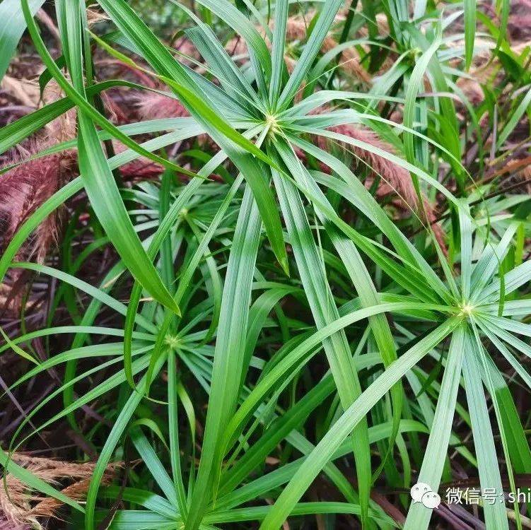 【草木葳蕤】风车草_征集_石林_草原