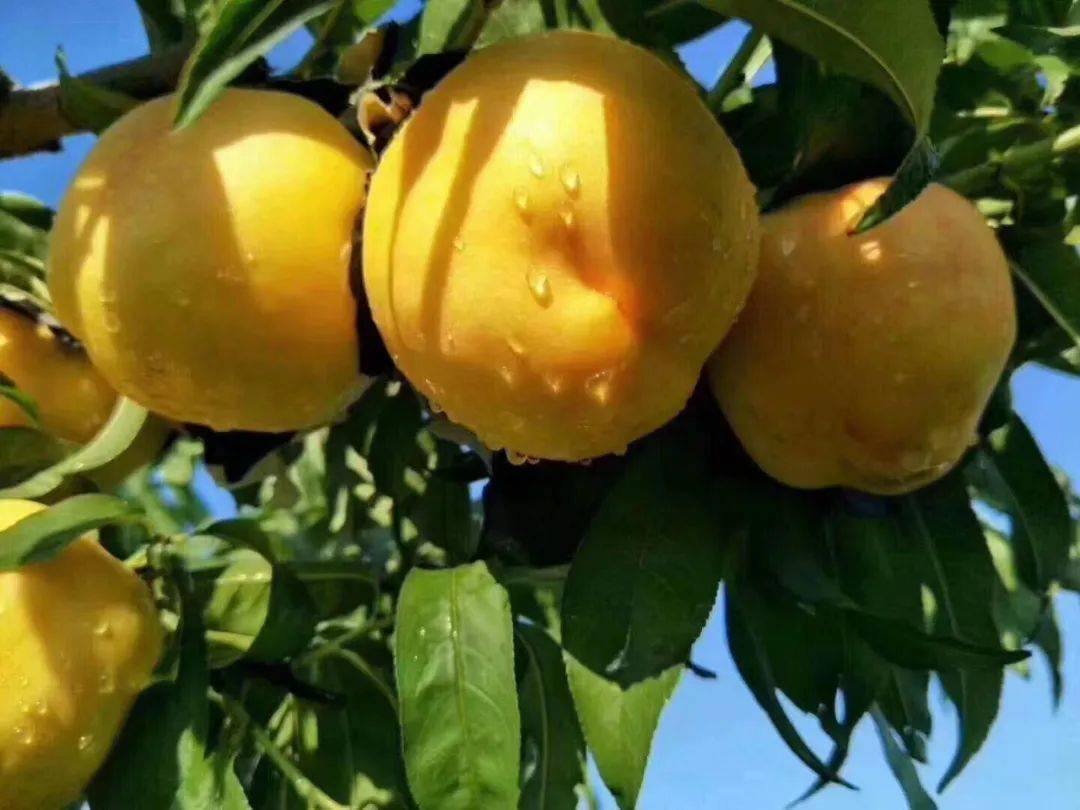 香甜爆汁的「黄金蜜桃」,今年最后一波!_果肉_水果_桃子
