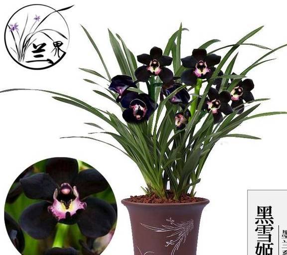 此兰被誉为"神秘王子",花色罕见,黑杆黑花,花开香满堂_兰花_黑雪姬