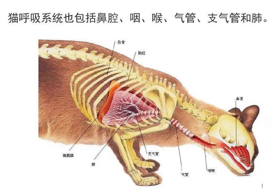 宠物医生给猫咪看病也要看脸?