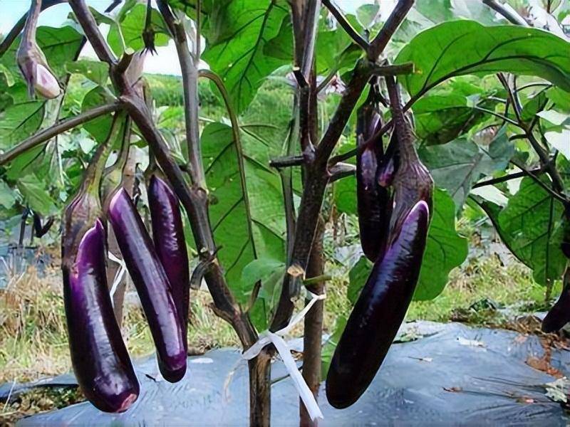 茄子畸形果的发生原因与预防_方法_果实_果皮