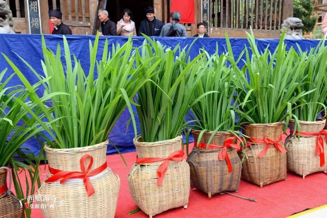 传承韭菜春祭的传统当地侗族人都会举办韭菜节在谷雨时节期间谷雨韭菜
