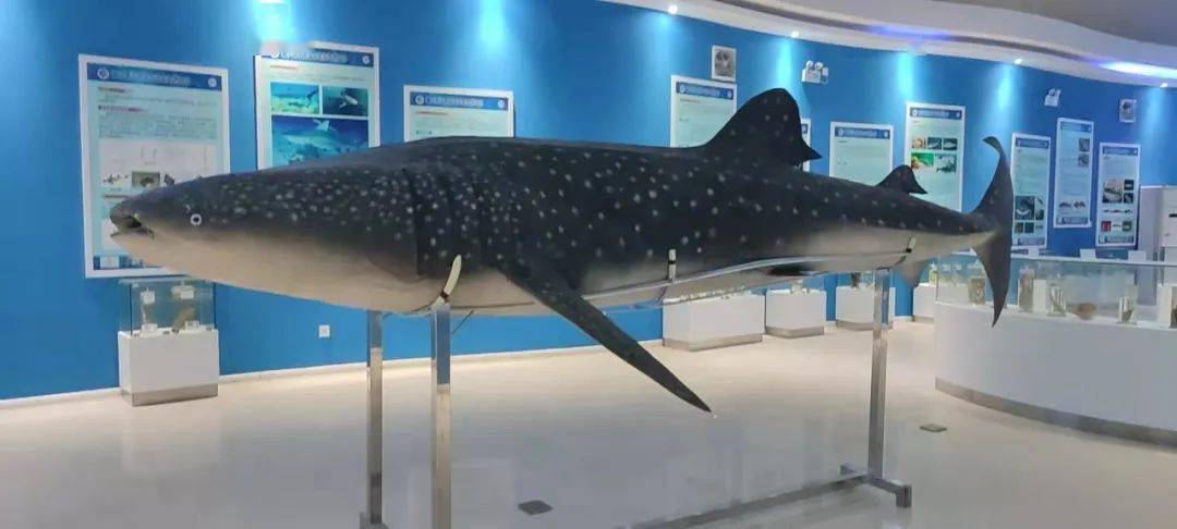 广东海洋大学水生生物博物馆拥有近3000种水生生物标本~~_科普_贝类