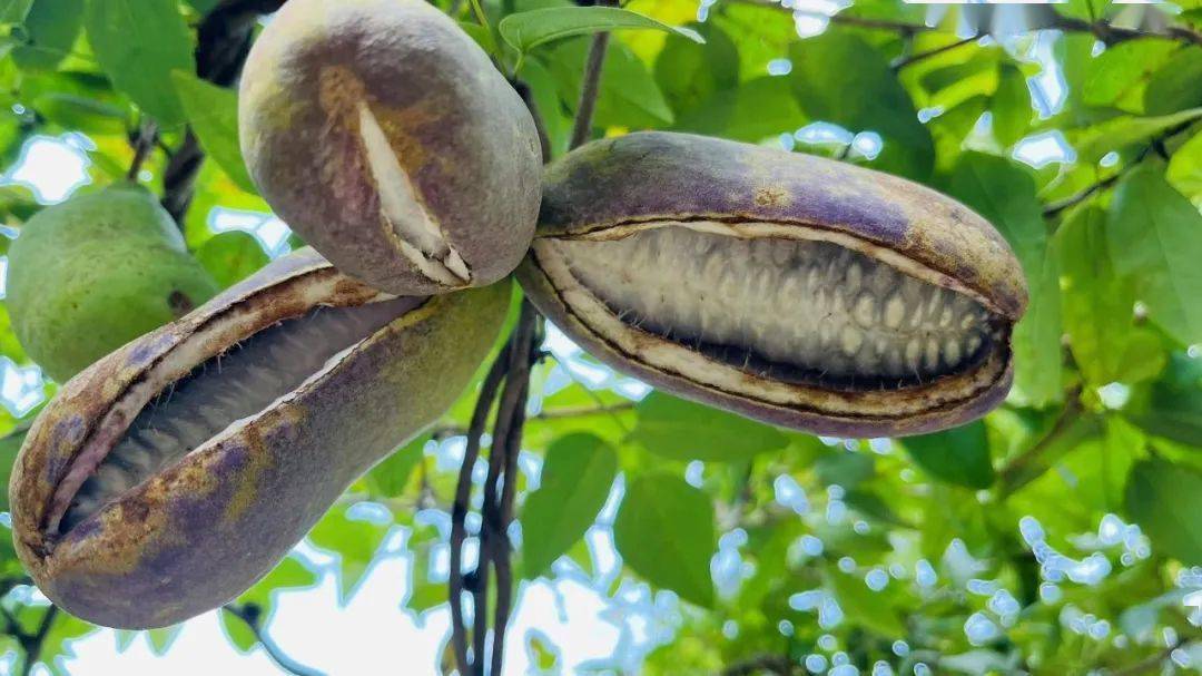 "八月炸":一种城里吃不到的水果!_襄阳_老家_香蕉