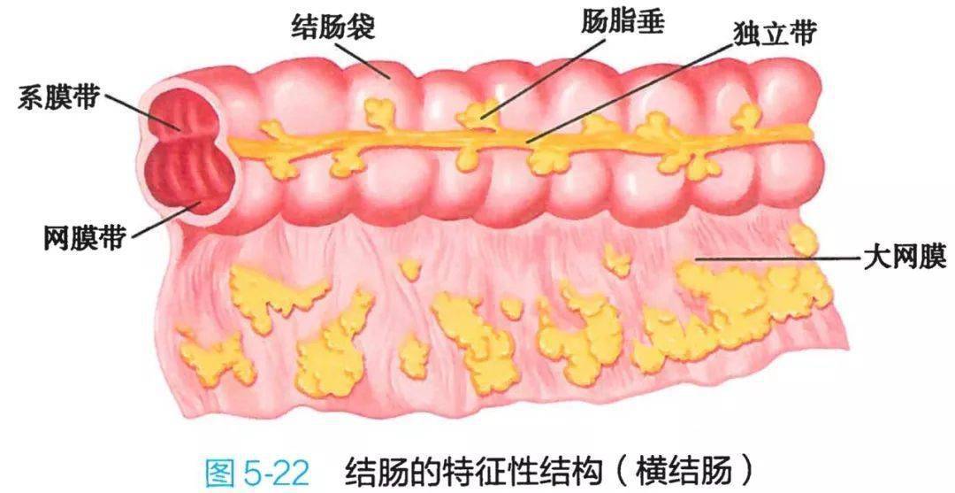 05系解高清图谱 【消化系统】_图谱_消化系统_高清