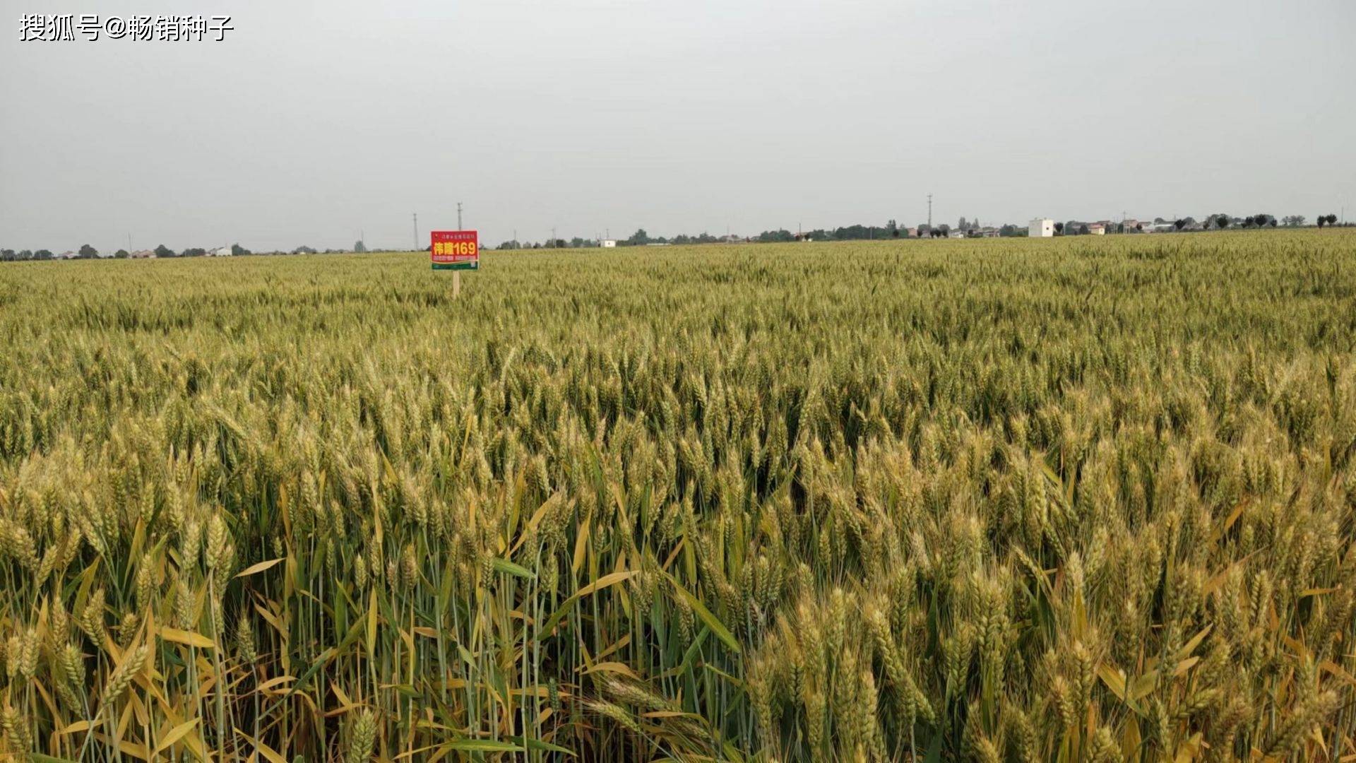 搭配种植西农805,陕禾192,西农388,西农857,中麦578,西农511,徐麦33