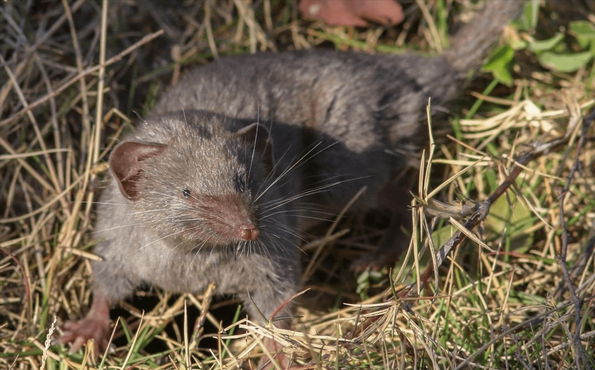 内蒙古出现尖嘴鼠,每分钟心脏能跳1200下,哺乳界的用毒高手