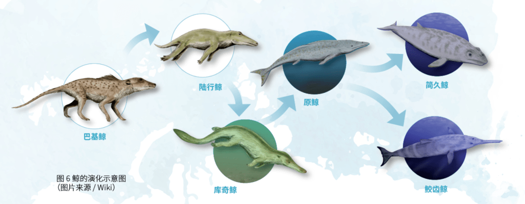 它们也曾长腿,在陆地上四处奔跑……_海洋博物馆_哺乳动物_古鲸