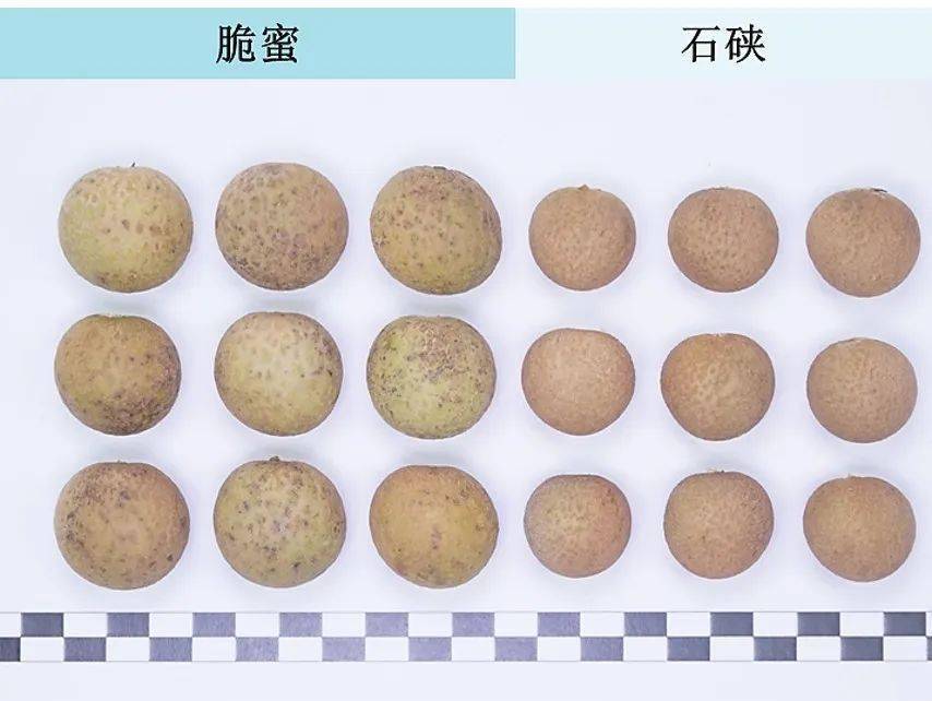 为什么选择龙眼和荔枝杂交?