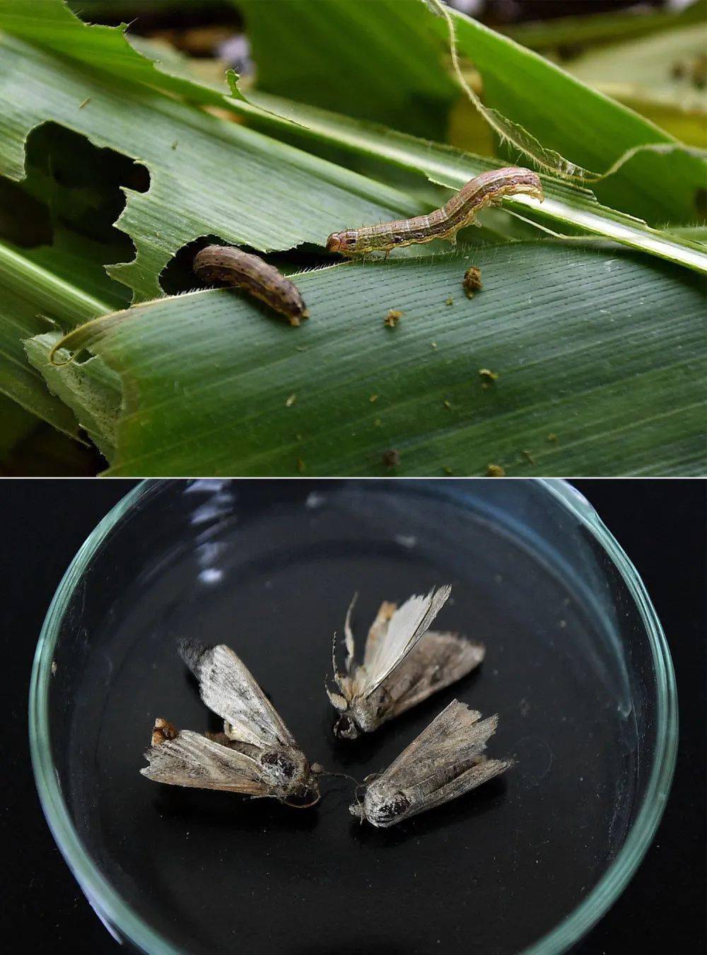 世间不能放生的生物有_能放生的东西都有什么_世上有十种放生