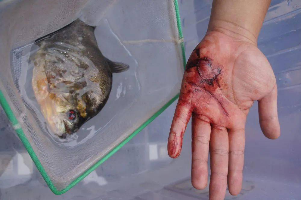 世间不能放生的生物有_世上有十种放生_能放生的东西都有什么