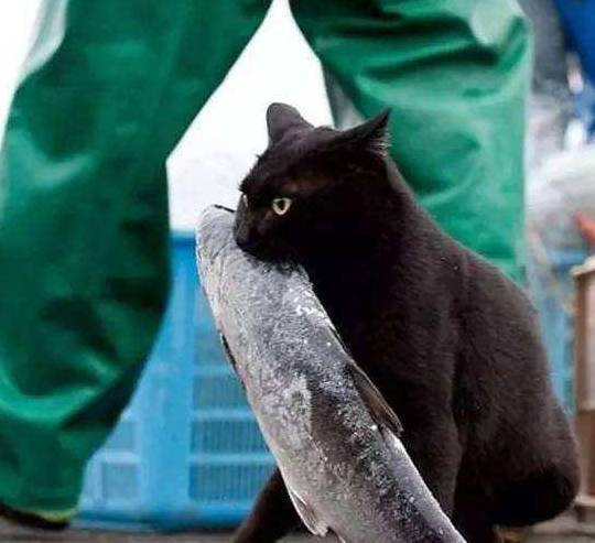 被鱼刺呛到的猫咪还敢见人呢?