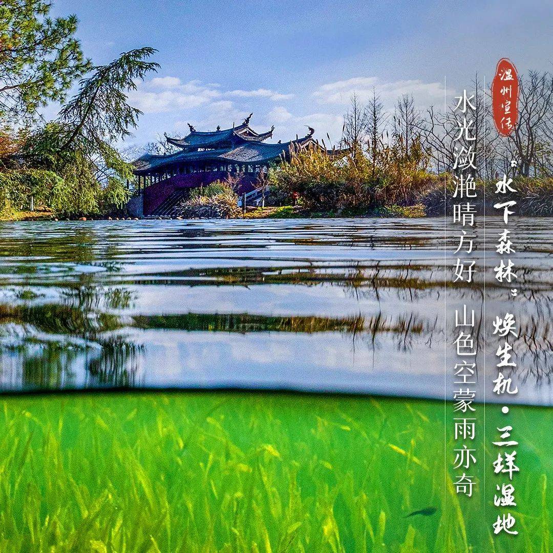 每日一图丨“水下森林”焕生机·三垟湿地_温州_原图_摄影