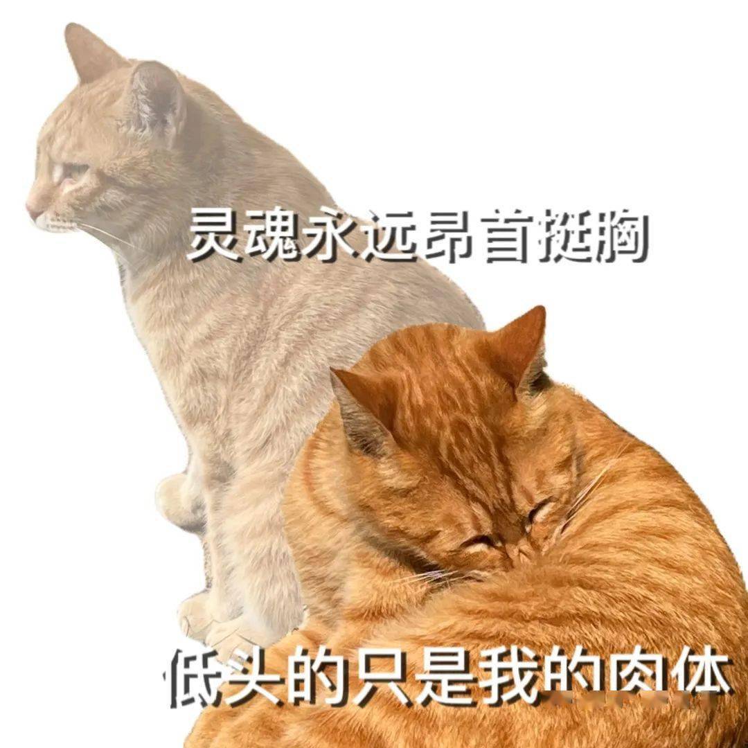 江财猫咪表情包来咯