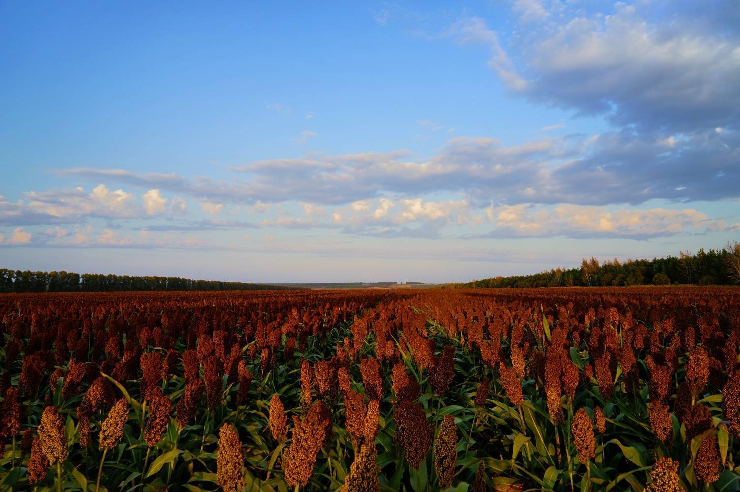 秋粮归满仓_鹤山农场_农业_大西江农场