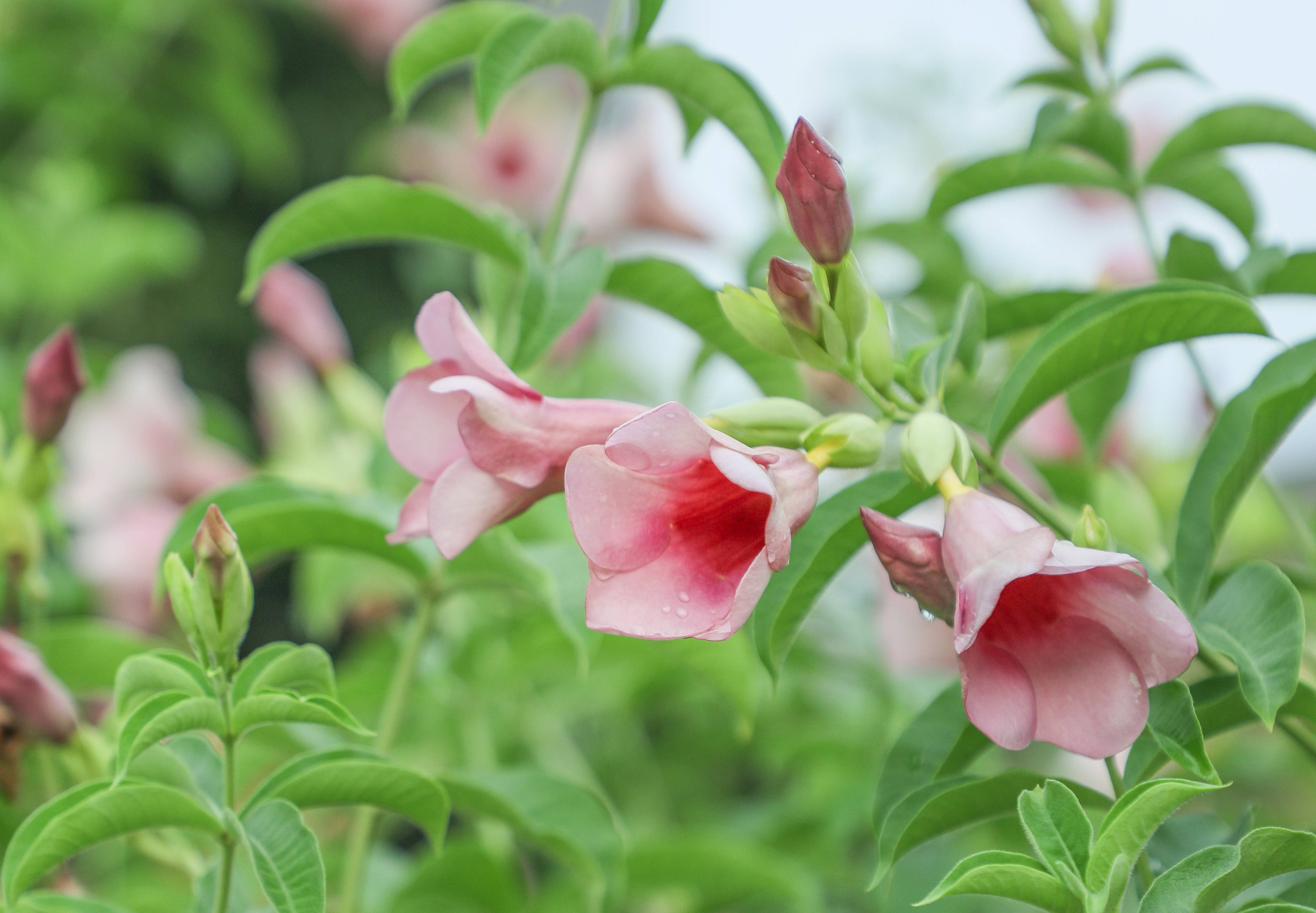 九月花历