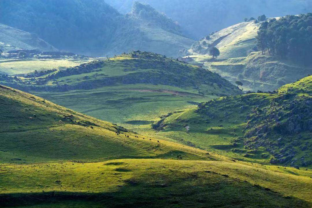 「马鹿寨」探秘攀枝花的"空中花园"_野花_草甸_牛羊