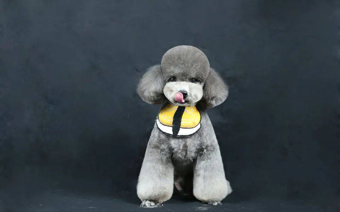 宠物店的比熊犬造型是怎么修剪出来的?_直播_萌系_美容