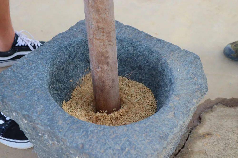 将带有谷皮的稻谷放入石臼,用木槌上上下下反复舂打晒好的谷子还是