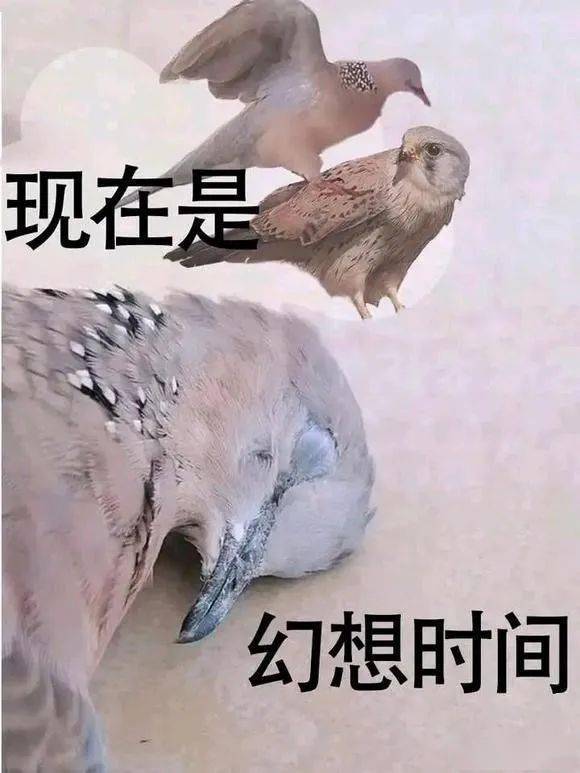 幻想美好的表情图图片