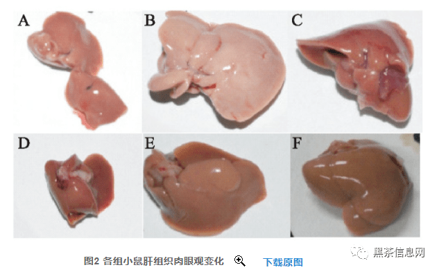 小鼠肝脏图片图片