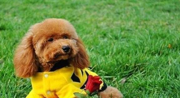 养泰迪有两个注意事项,第二个弄不好会丢掉狗狗的性命_寿命_时候_心情