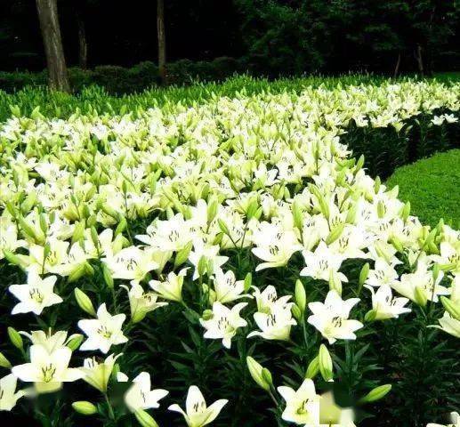 心田上的百合花_開花_野草_花來