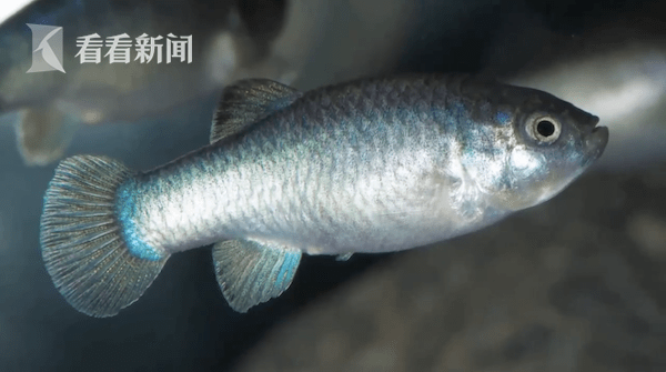 如湖在銘タヌキ蓋物香炉　943g/幅約15.5㎝　東Y7-0715⭐︎1Fトヒルウ 如湖在銘タヌキ蓋物香炉 943g/幅約15.5㎝ 東Y7-0715⭐︎1F