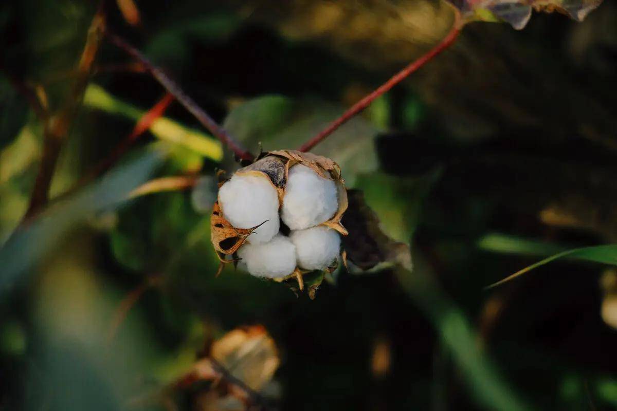 棉花吐絮期管理技术,用好中港万象生物菌剂,吐絮好,产量高