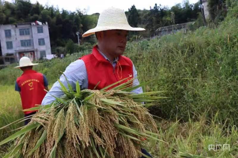 丰收“福”景|我在乡间认领的那亩田丰收啦_希望的田野 丰收的中国_能源公司_胜利村