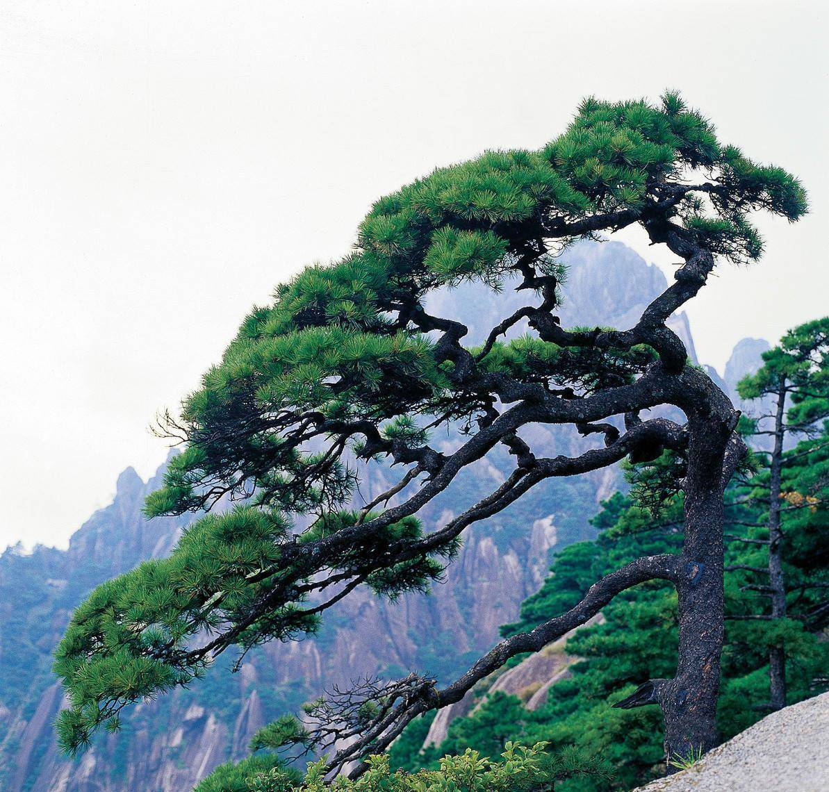 松树价格高低排行榜图片