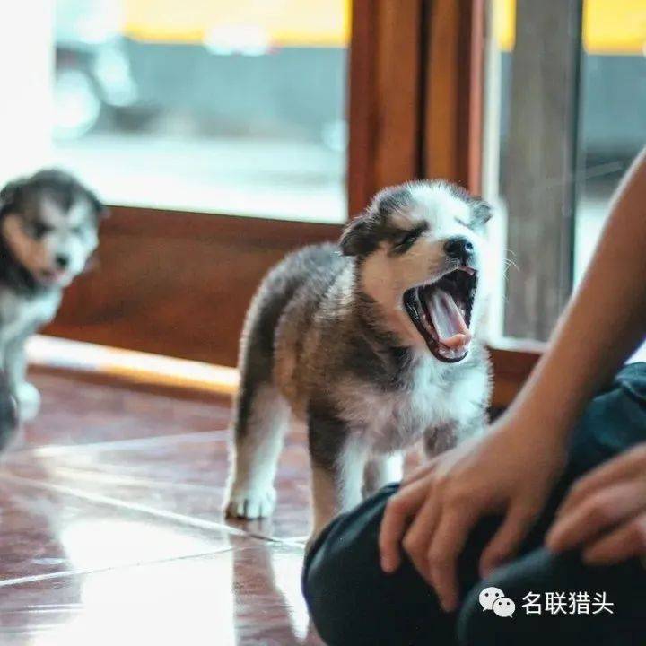 美国城市拟立法限制宠物”吵闹”,狗叫扰民主人或被处千元罚款_their_owners_is