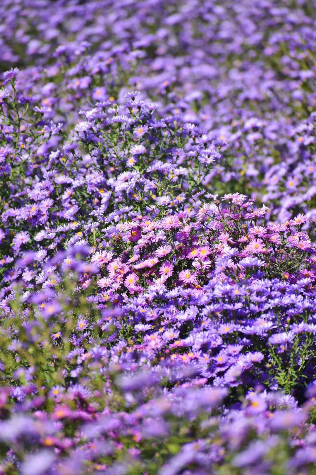 七孔桥花海上新了_波斯菊_紫色_紫菀