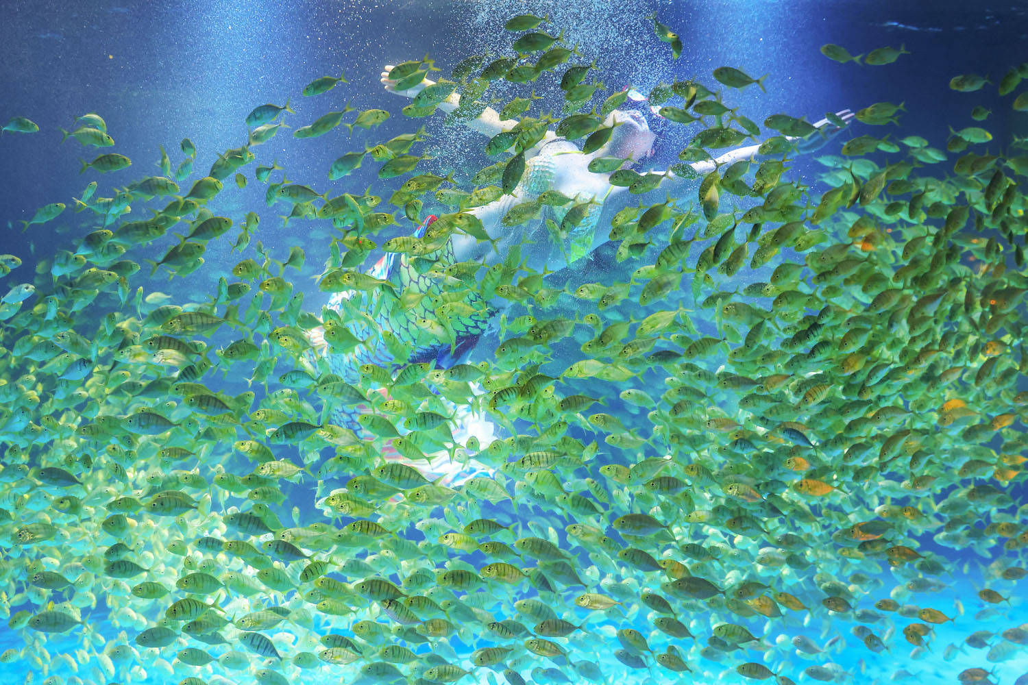 海底世界一万多尾黄鹂无齿鲹(别名黄金鲹)在海洋池内时而上浮时而翻转