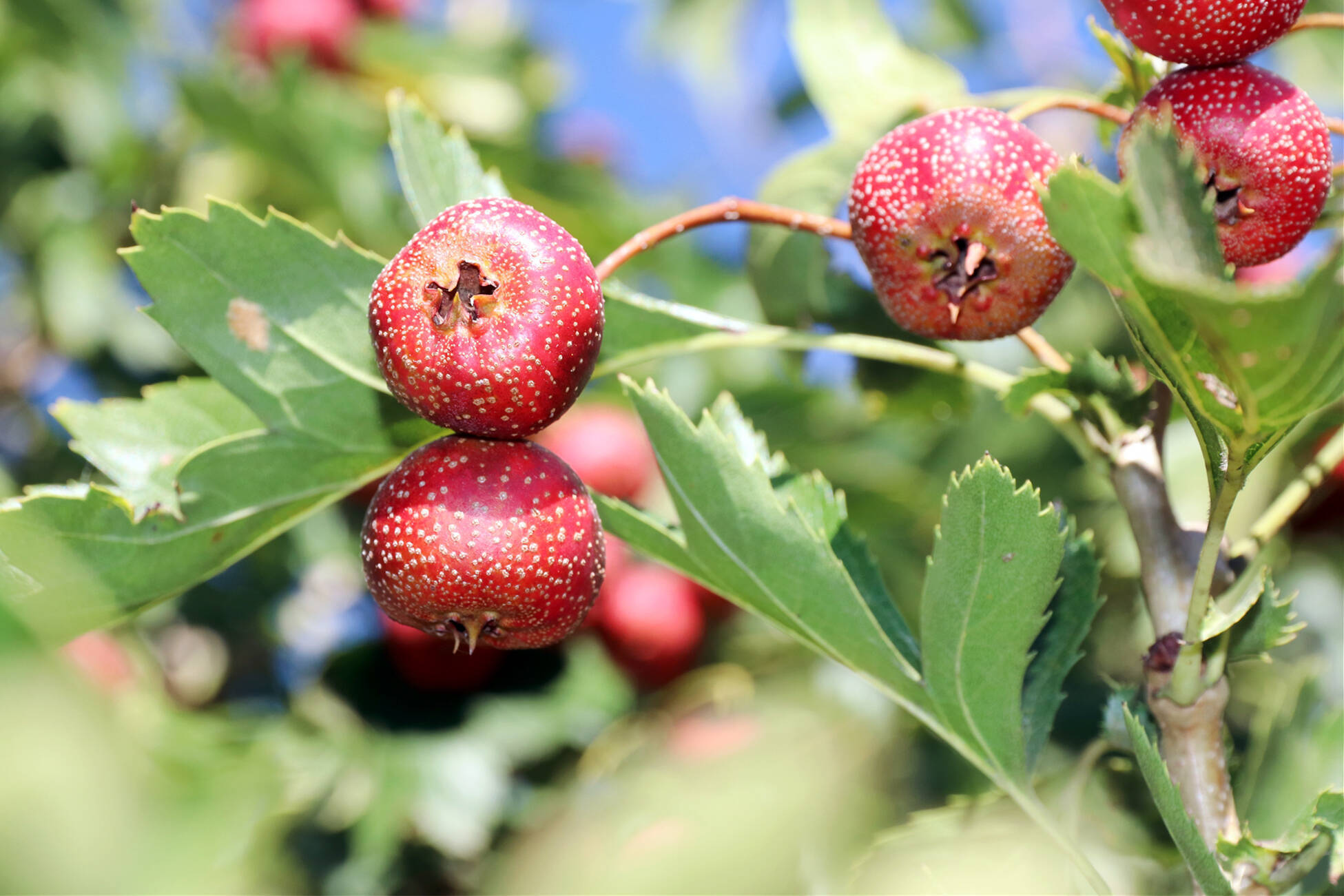夏张镇:山楂成熟 红了枝头_岱岳区_北庄村_泰安市