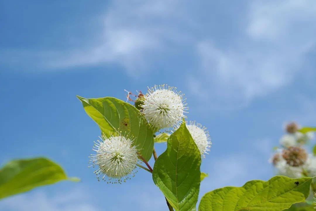 茶條槭,木芙蓉等耐水溼的骨架植物,再輔以星光草,水蔥,再力花,花葉