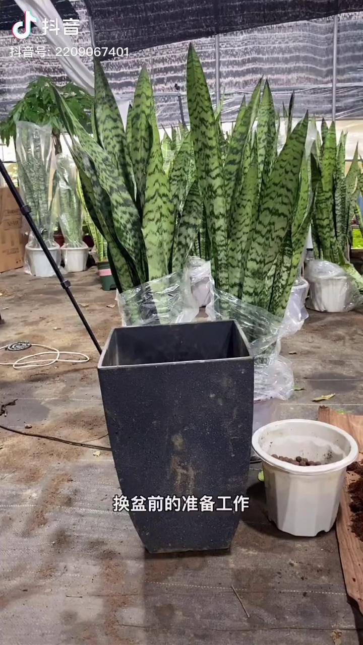 虎皮兰换盆,虎皮兰根系不发达,要浇水养护.