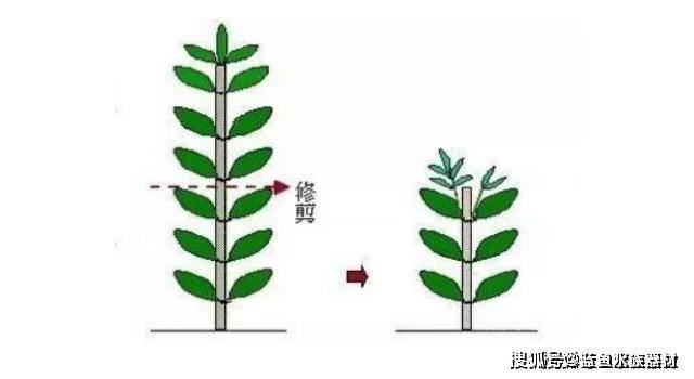 草缸的草长得太密了解决方案 修剪 水草 拔草