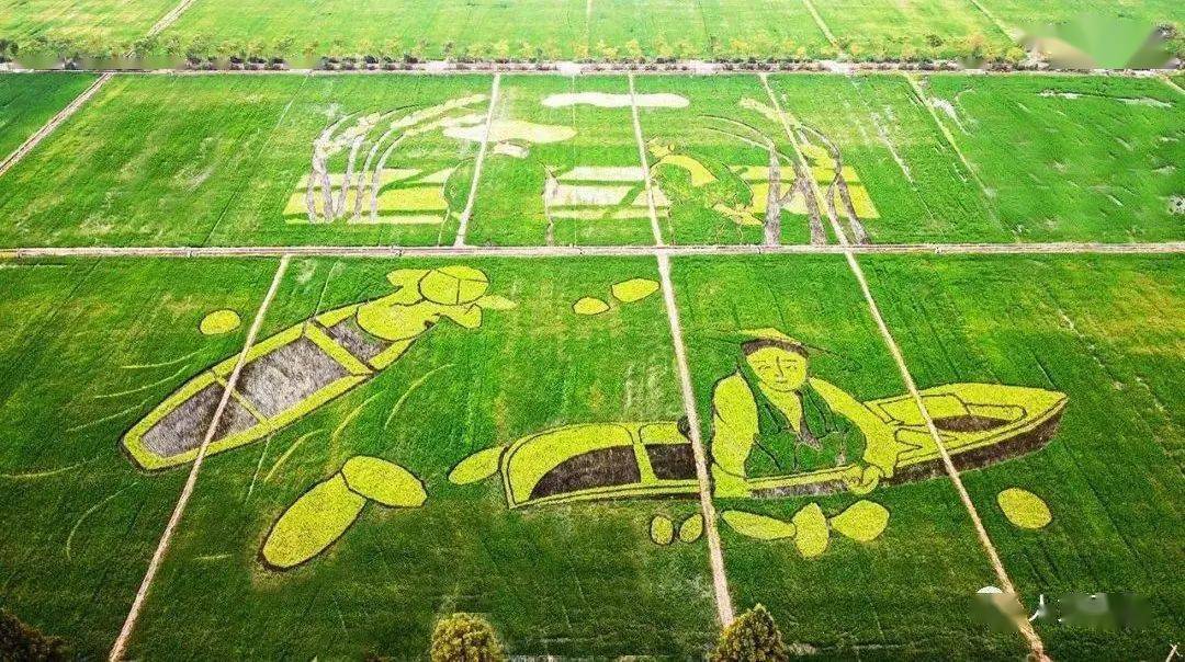 将文化和稻田种植结合起来,创作了一幅幅稻田画等大地艺术作品