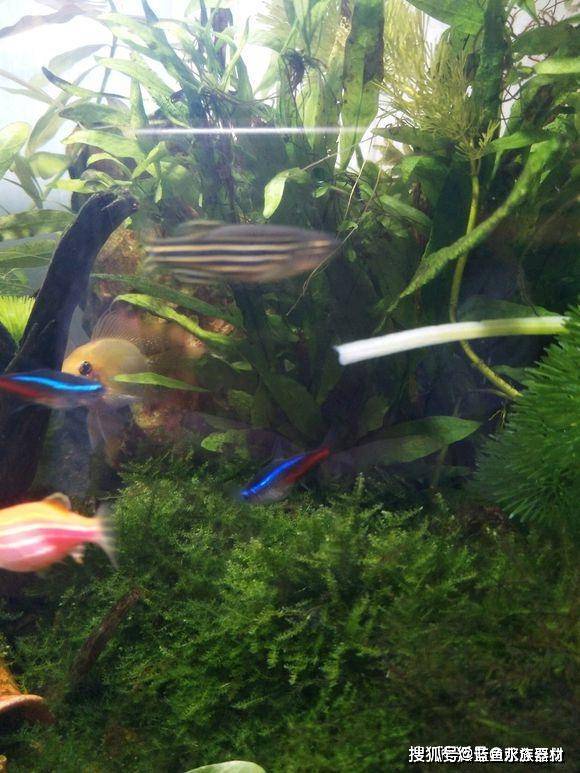 草缸的草长得太密了解决方案 修剪 水草 拔草