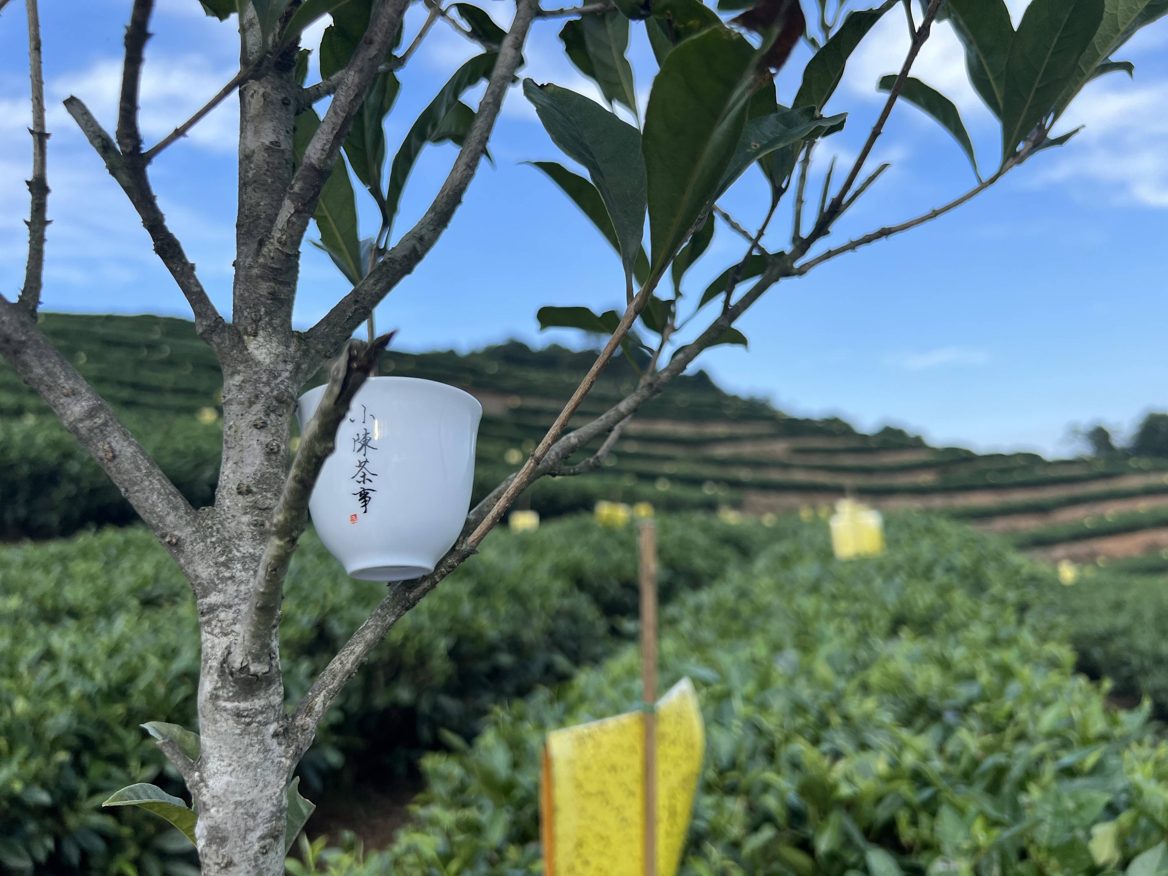 重庆茶园天气预报预报