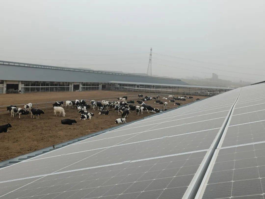 "光伏板放到牛棚顶部,能吸收一部分热量把牛舍的温度降下来,对于奶牛