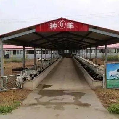 羊舍类型,你家是哪种_结构_屋顶_单坡