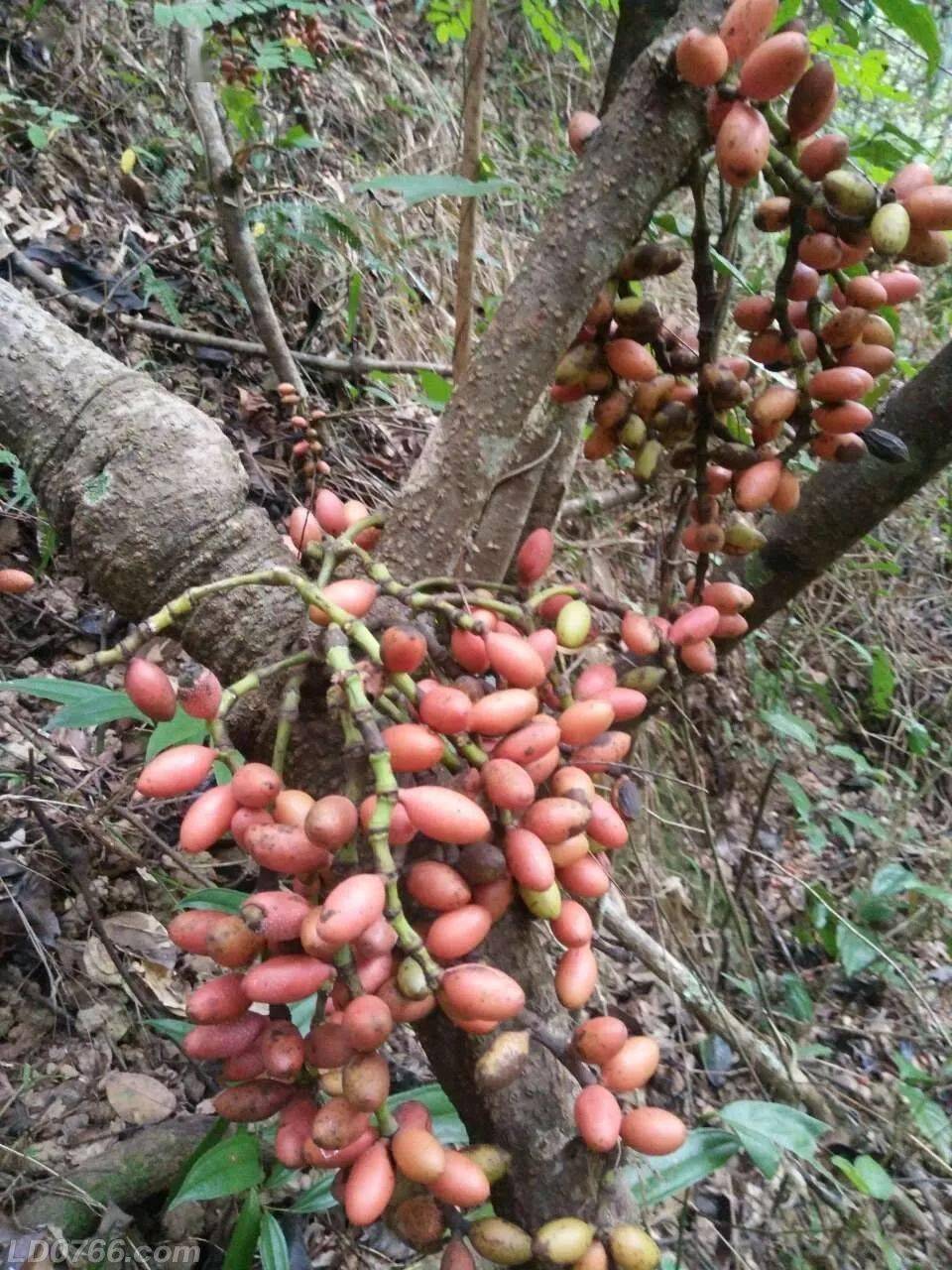 节子_果实_外壳