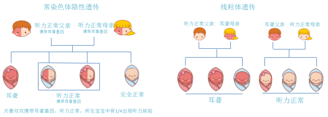关注遗传性耳聋基因检测，远离无声世界