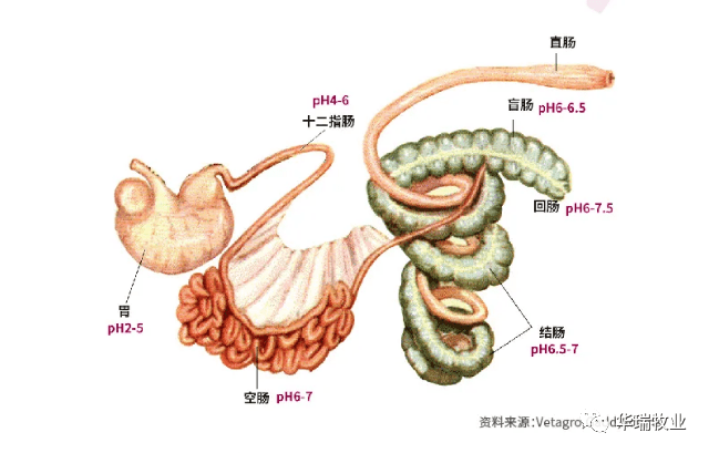 小肠分组六组图图片