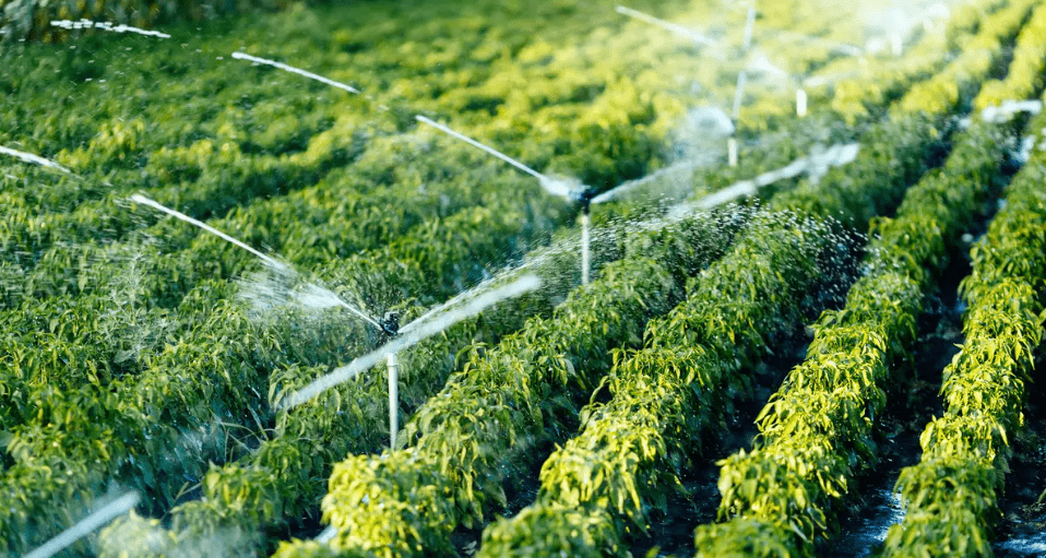 以色列农业:1个农民能养活400人_技术_滴灌_远程管理