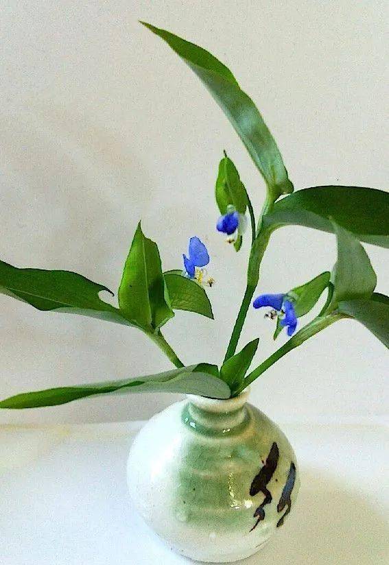 日本作家德富芦花赞它:「你是蓝天滴沥的清露,你在地上使蓝天得到了