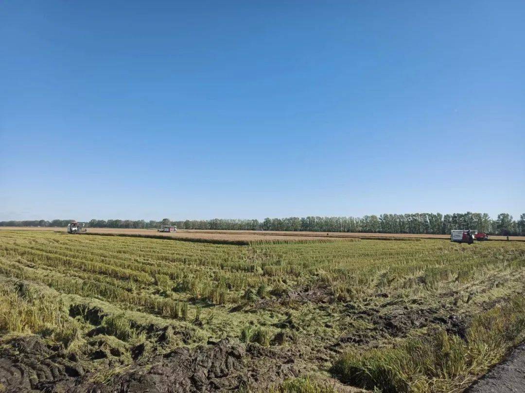 "龙垦2021"c位出道成北大荒秋收"主角"_种植_品种_订单