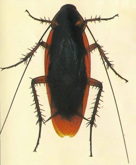 同样,它的繁殖阶段和德国小蠊差不多,不过它的成长虫不同于背腹扁平无